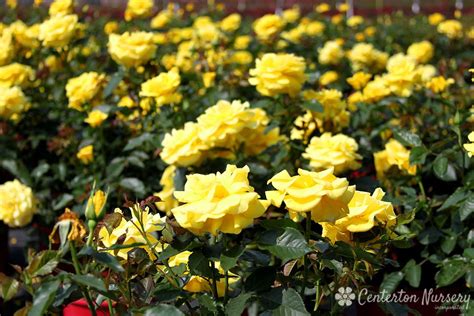 floribunda flower farm